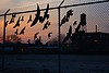 Paton Rd. Pigeon Silhouettes