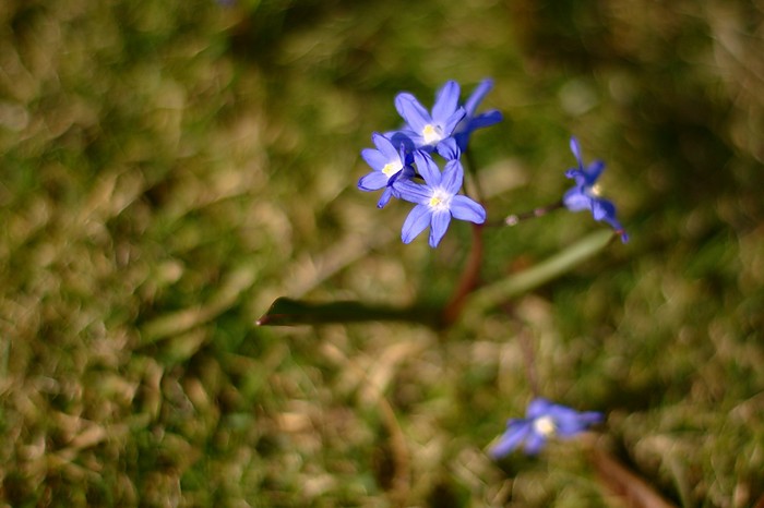 Blue Spring Flowers, redux