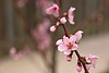 Backyard peach tree blossoms