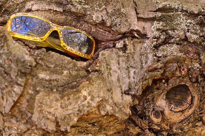 Sunglasses in a Tree