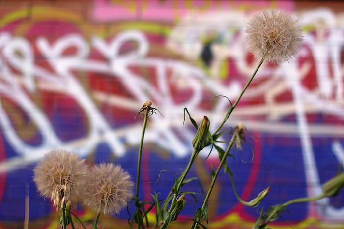 More Railpath flowers and graffiti