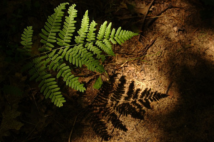 Shadowy fern on a shadowy planet