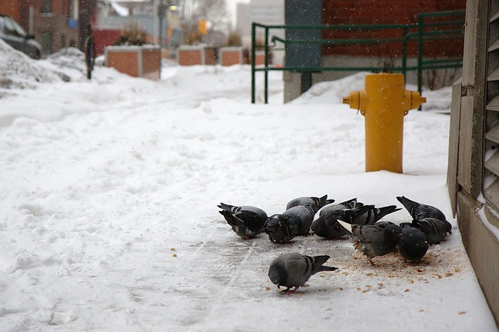 Pigeons at breakfast